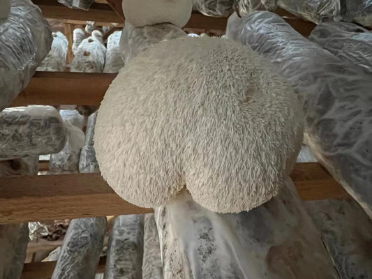 Lion's Mane the Best Mushroom for ADHD