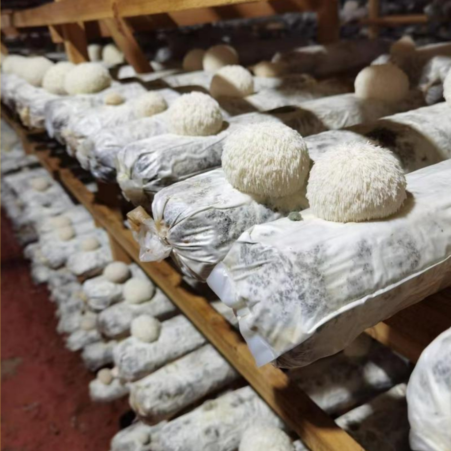 Lion's Mane growing on logs in the mushroom farm. Potleys Apothecary