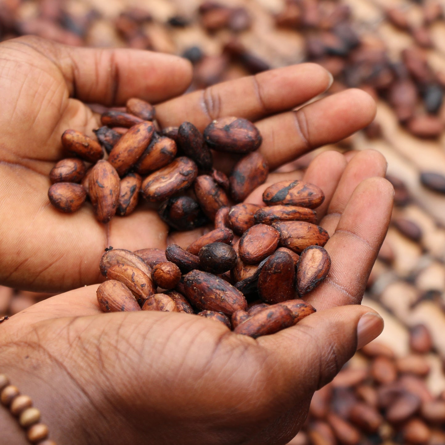 Organic Ceremonial Raw Cacao, Criollo