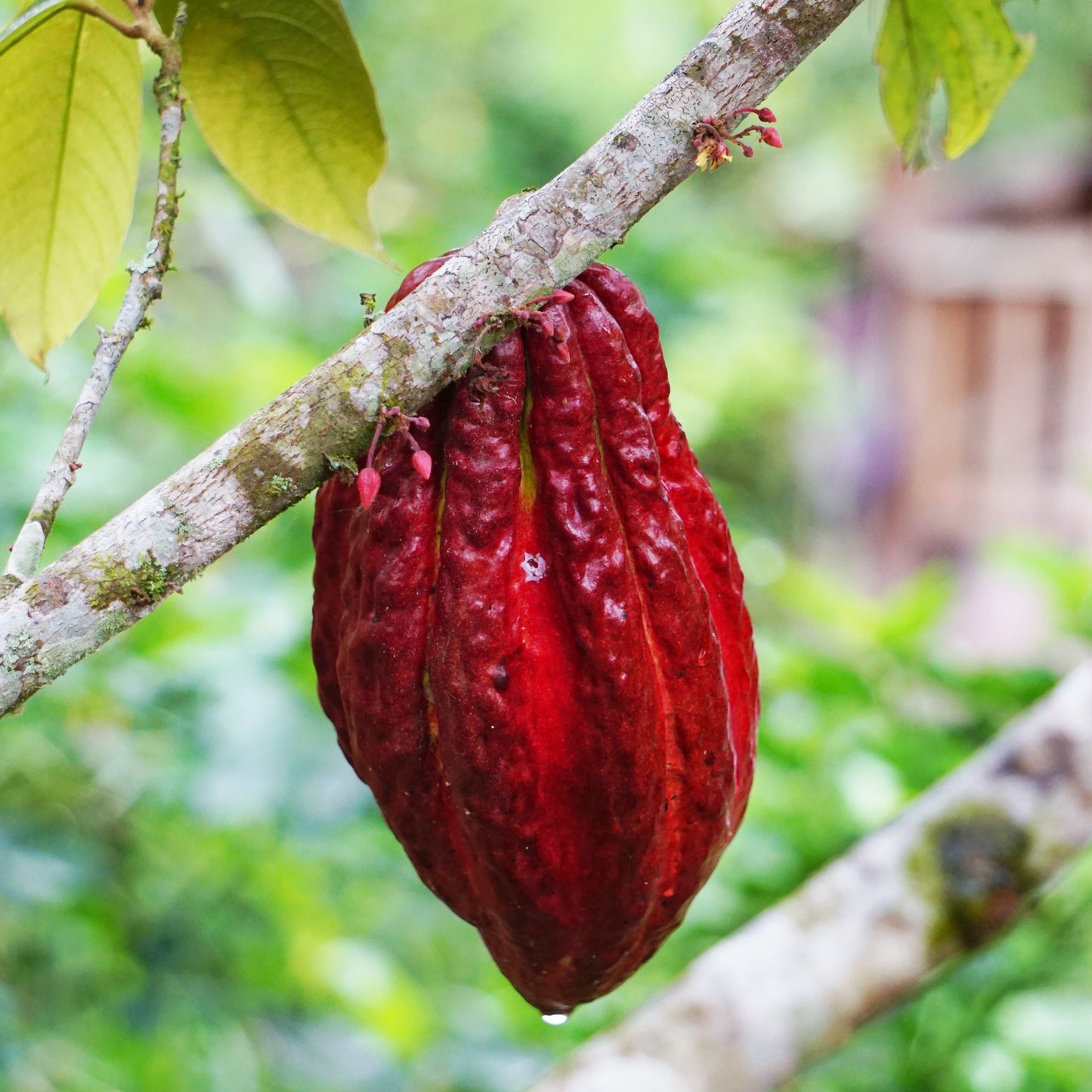 Organic Ceremonial Raw Cacao, Criollo