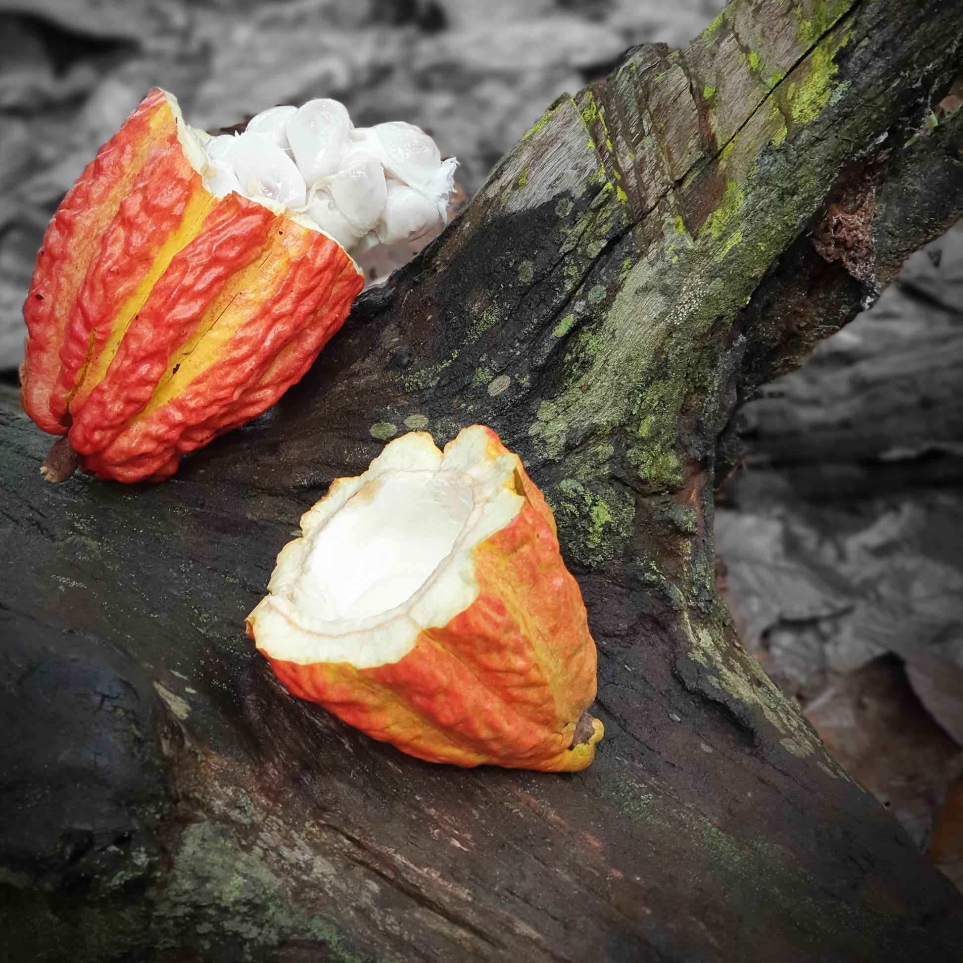 Ceremonial Cacao by Potley's Apothecary, Cacao Pods grown in Peruvian Amazon