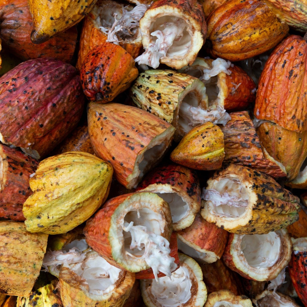 Organic Ceremonial Raw Cacao, Criollo